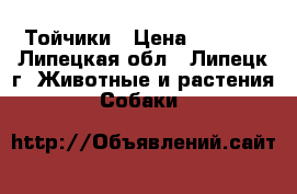 Тойчики › Цена ­ 6 000 - Липецкая обл., Липецк г. Животные и растения » Собаки   